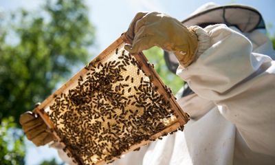 Ripped, hot and in your 50s? You are now, officially, ‘beekeeping age’