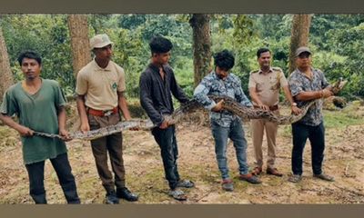 Assam: Locals rescue 18-feet long python from tea garden in Nagaon
