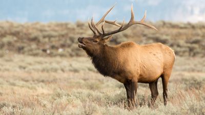 Frustrated elk teaches photographer a lesson about wildlife safety