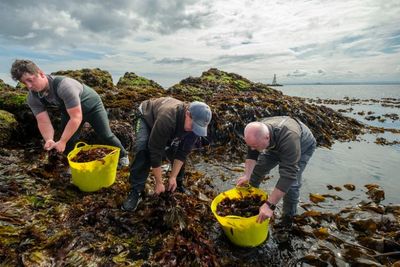 Scottish start-up aims to become UK's leading seaweed hub