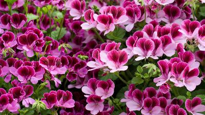 Pelargonium cuttings – how to propagate bedding geraniums