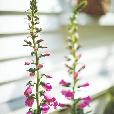 When to plant foxglove seeds for show-stopping blooms in your borders