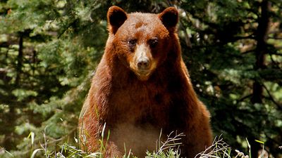 Yosemite Rangers want you to stop and examine bear poop