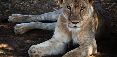 Lion farming in South Africa: fresh evidence adds weight to fears of link with illegal bone trade