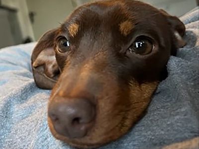 Man arrested over ‘dognapping’ of Twiglet the Dachshund during burglary