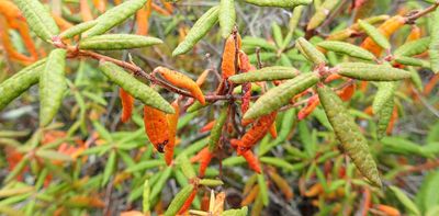 Protecting boreal plant species is a critical part of reconciliation efforts