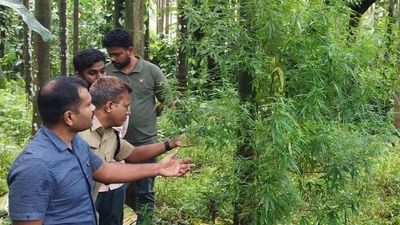 Tirthahalli police raid farm, arrest two for cultivating ganja