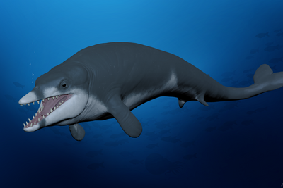 Newly discovered miniature ancient whale has name inspired by Tutankhamun