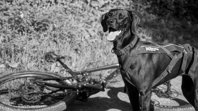 What is bikejoring? The sport every dog-loving cyclist needs to know