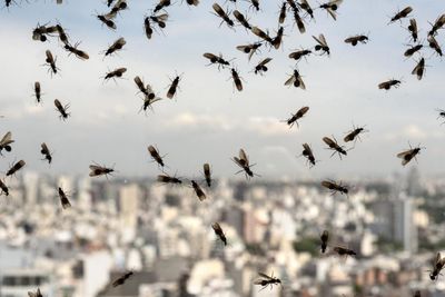 When will flying ants season end and why do we get them in Scotland?