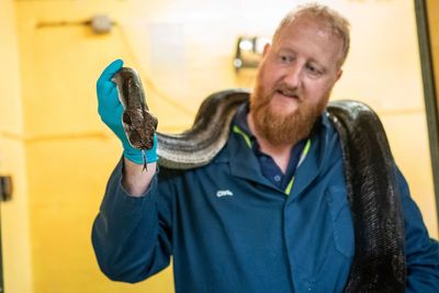 Snakes, frogs and starfish among animals which pass through Heathrow Airport