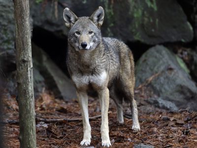 More endangered red wolves will be released in the U.S. under a legal settlement