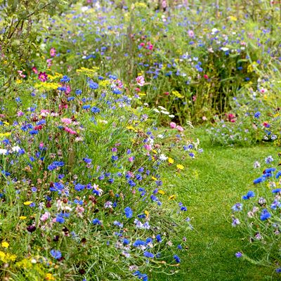 When to plant wildflower seeds - and don’t worry, you haven’t missed the boat