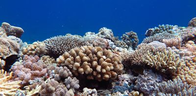 Accelerated evolution and automated aquaculture could help coral weather the heat