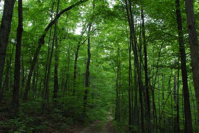 Kentucky state agencies enter new agreement with USDA to strengthen forest protection