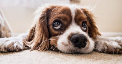 Alleged puppy thieves charged following break and enter