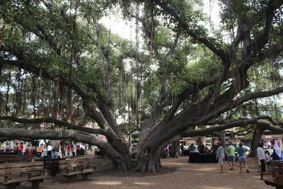 Hawaii fires: Lahaina’s beloved 150-year-old banyan tree hit by wildfire