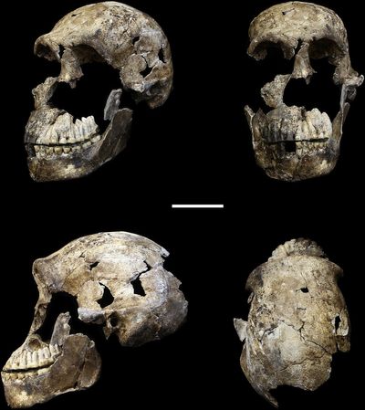 Underworld discovery casts doubt on our understanding of human evolution