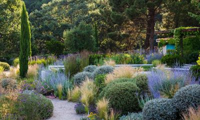 If in drought: 10 tough Mediterranean plants (other than lavender) to heat-proof your garden