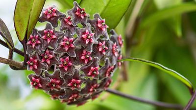 Hoya plant care – and how to grow this pretty house plant