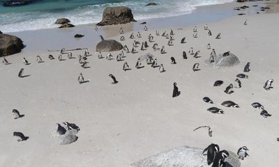 African penguins could be extinct by 2035, campaigners say
