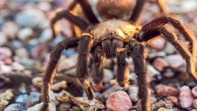 Zip up your tents, Coloradans – the tarantulas are coming