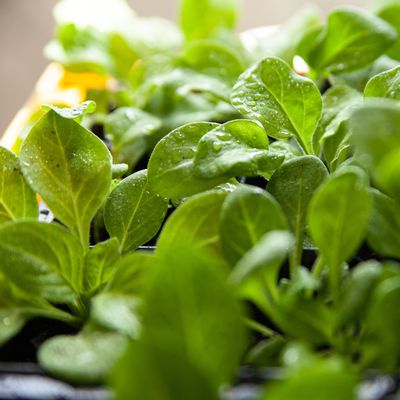 Stop shopping for spinach at the supermarket, this is how to grow it in a pot