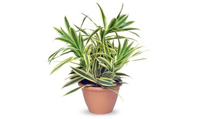 Houseplant of the week: song of India