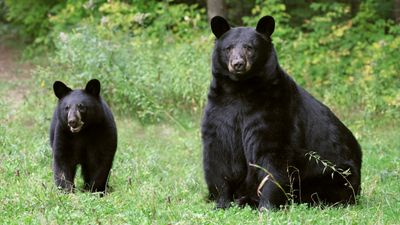Furious bear lunges at man trying to lure her cubs away in the Smokies