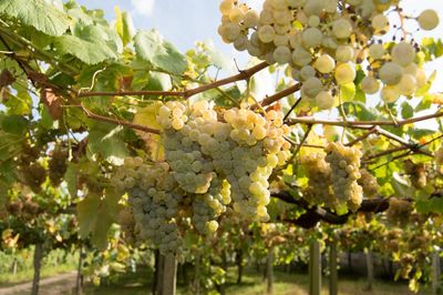 The inexorable rise of albariño, Galicia’s star grape