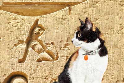 Who run the world? Cats!