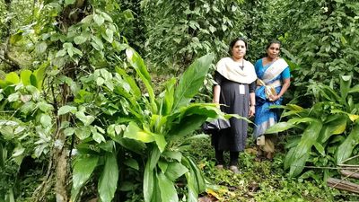 Organic farming brings rich dividends to Vanchivayal in Idukki