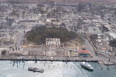 Why the wildfire loss of Lahaina’s banyan tree is so devastating