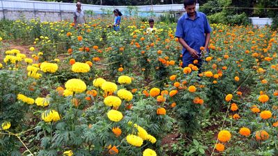 This Onam, farmers turn to marigold farming for promising returns