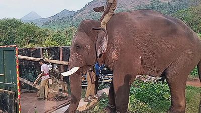 In Tamil Nadu’s Dindigul, elephants become a resident population after two centuries