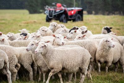 The Week in Detail: Wool woes, parental leave, and political polls