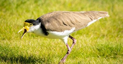 Swooping plovers attack 'only if you push them'