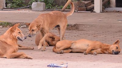 Drones to help BBMP determine stray dog population