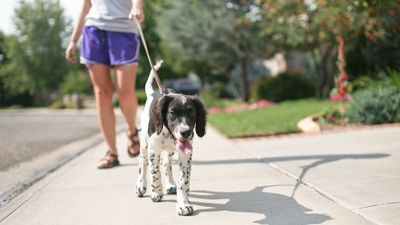 Want your dog to walk better on a leash? Trainer reveals the secret to a smoother walking experience