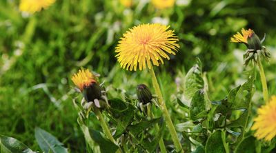 5 surprising reasons you should let weeds grow in your yard