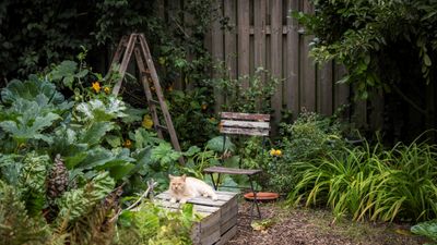 What can I plant to deter cats from my yard? The tricks to keep your neighborhood's pets off your property