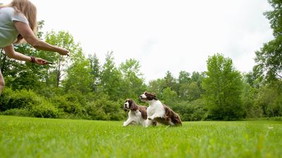 Dog trainer shares five easy tips for building a reliable recall