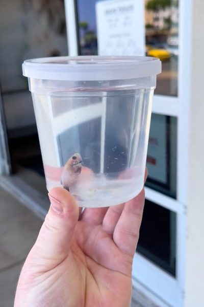 Woman claims PetSmart gave her fish for free ‘to try and save him’