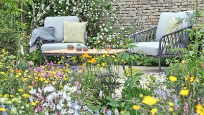 How to create a wildflower front yard – 5 steps for a vibrant and eco-friendly entrance