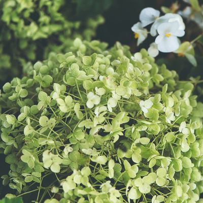 When to prune hydrangeas to get the biggest and most beautiful blooms