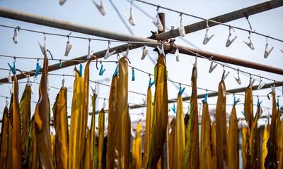 It’s the ‘Swiss army knife of the sea’. But can kelp survive rising marine heat?