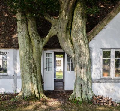 Putting down roots in Denmark: a remarkable renovation