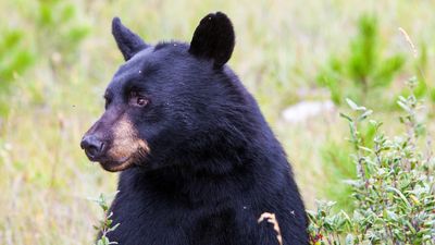 Reckless tourist runs up to bear to snap photos, despite having a telephoto lens