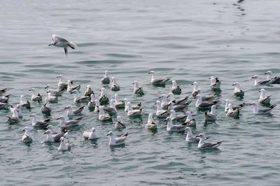 Seabirds, teachers of the oceans