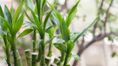 How to propagate lucky bamboo – grow new plants for your home